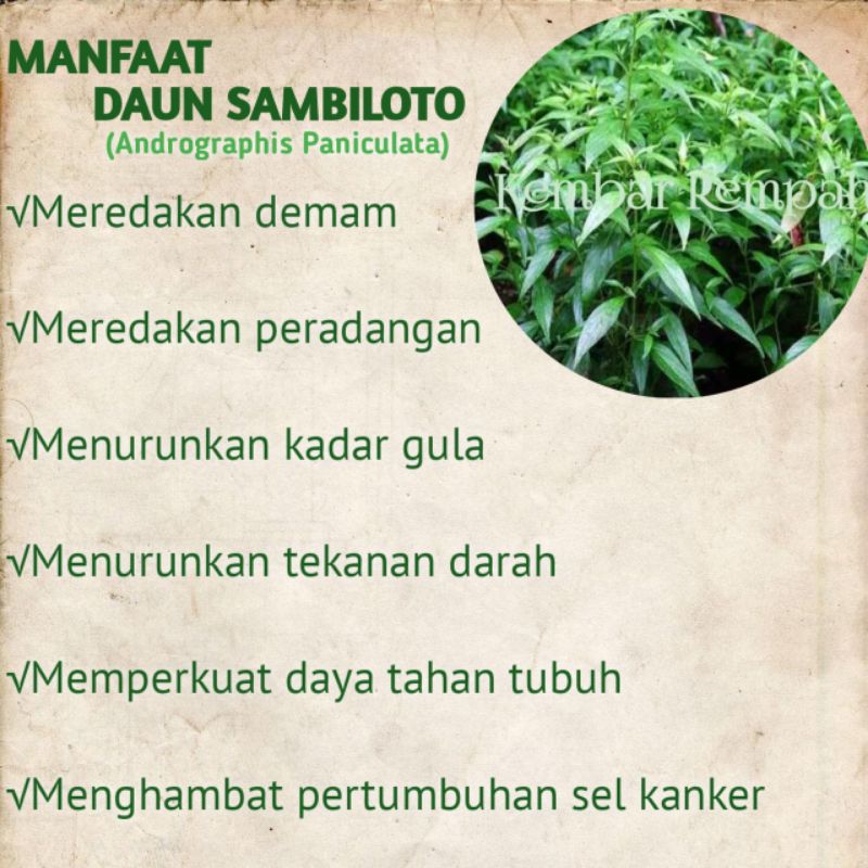 

50 Daun Herbal Sambiloto Segar BEBAS PESTISIDA