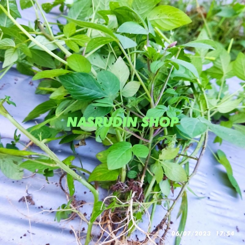 

[Fresh] DAUN MAMAN LANANG UTUH DENGAN AKAR BISA UNTUK BIBIT / Cleome rutidosperma / maman ungu