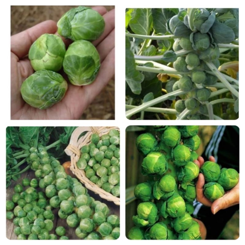 5 Biji benih BRUSSEL SPROUT KUBIS MINI