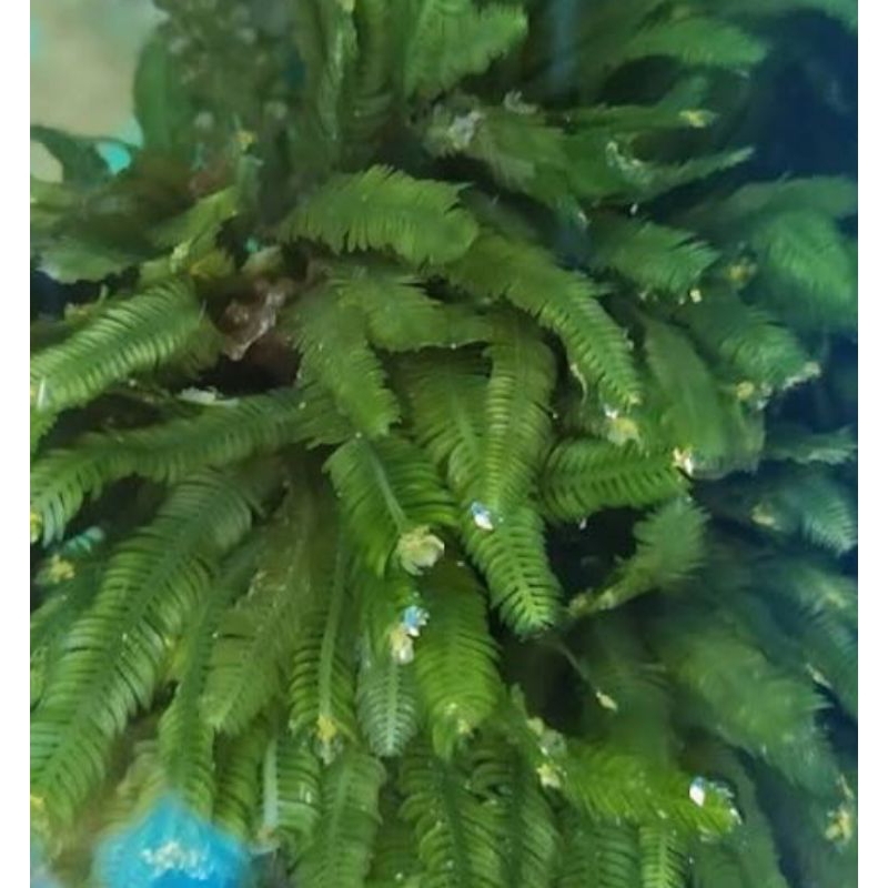 

rumput laut aseman (fresh)