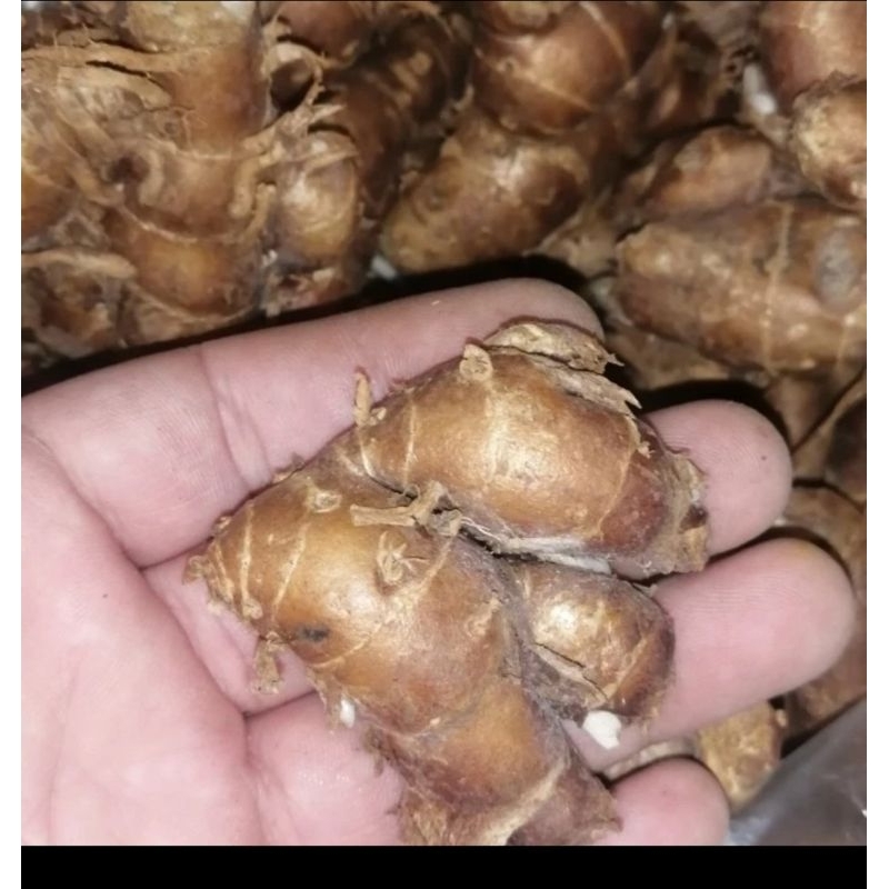 

Kencur Super 250g