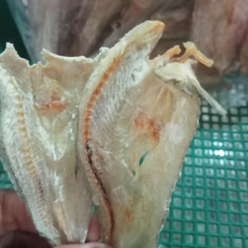 

Ikan Palu