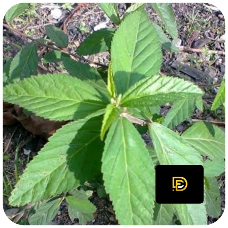 

Daun sidaguri jantan segar petik langsung 1 kg-az