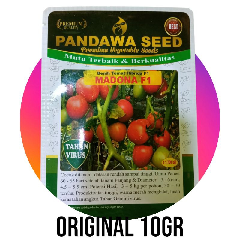 Benih Tomat Hibrida MADONA F1