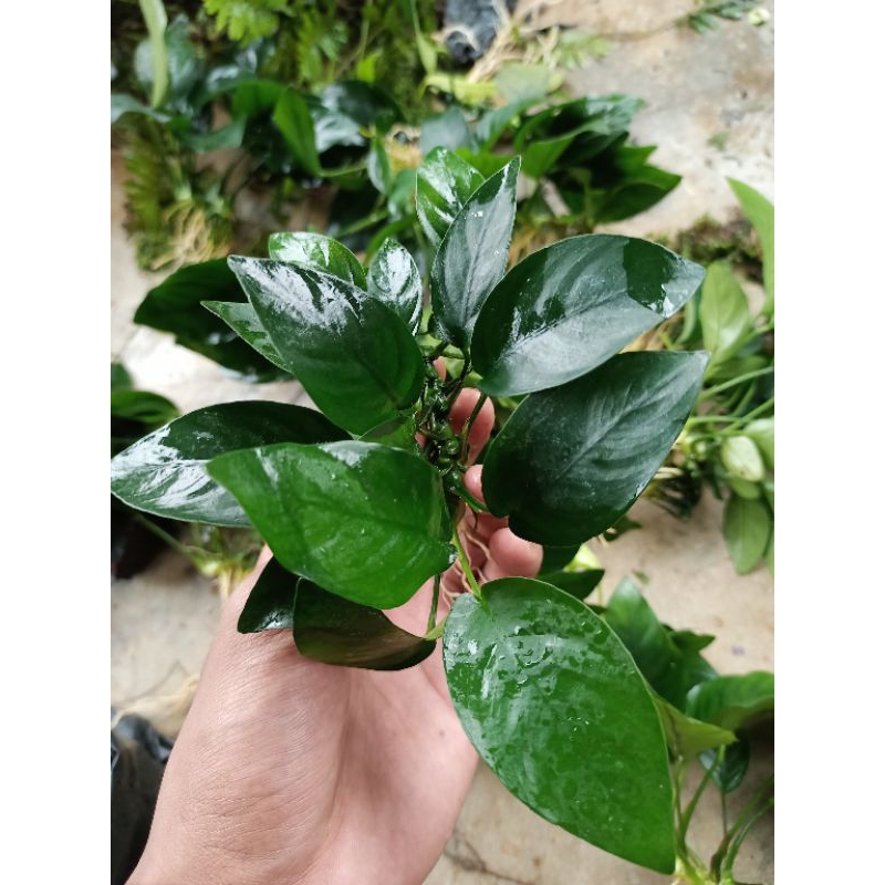 anubias nana size m besar tanaman aquascape