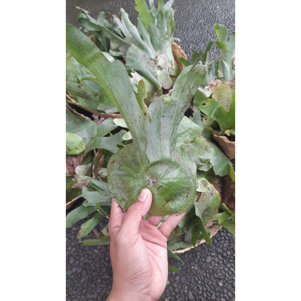 Platycerium wandae ekonomis cabutan / simbar papua murah ekonomis