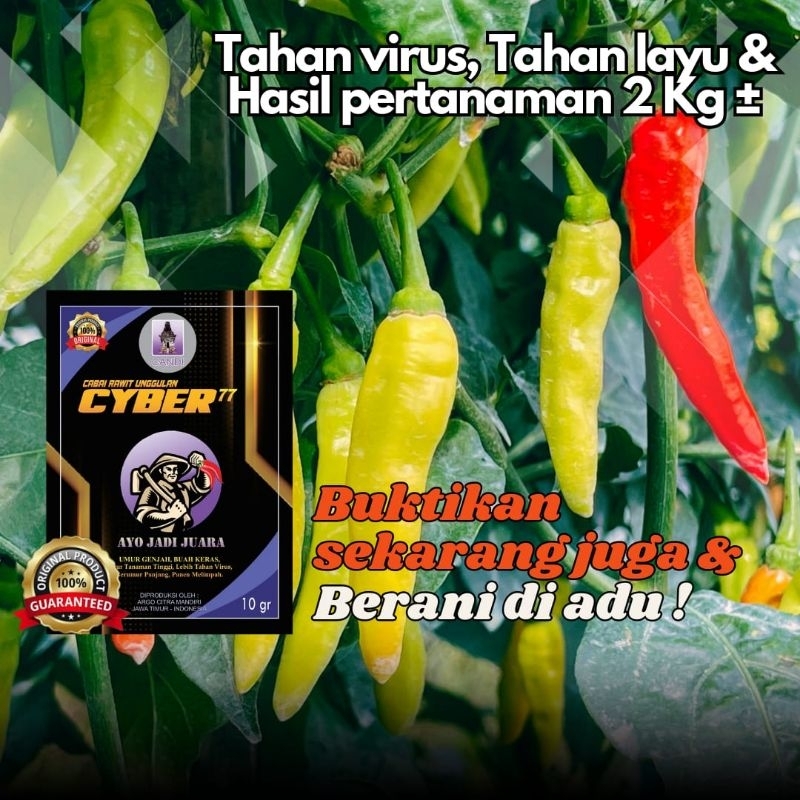 Benih Cabai Rawit CYBER 77 10gr ( JUARA NYA TYPE CABAI TAHAN VIRUS ) Cyber77