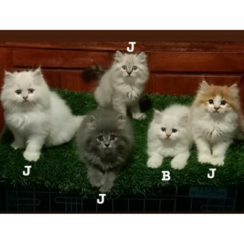Kucing kitten Persia super gembul