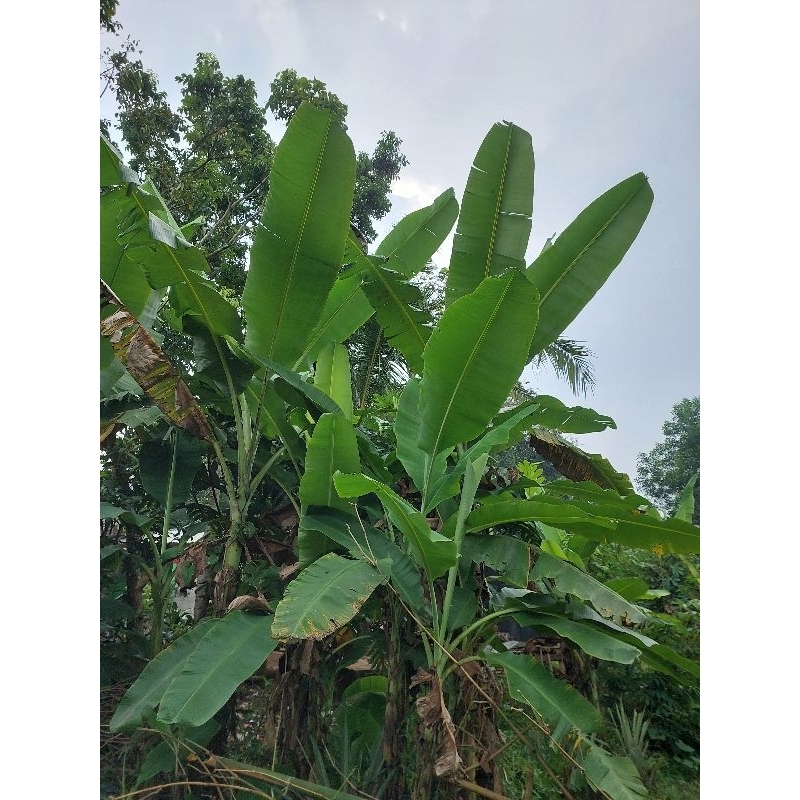 

Daun pisang fresh 1kg