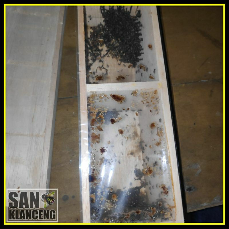 STUP KLANCENG LEVICEP LEBAH TERNAK / BIBIT TRIGONA KELULUT / KOLONI MADU KLANCENG / TRIGONA TANPA SE