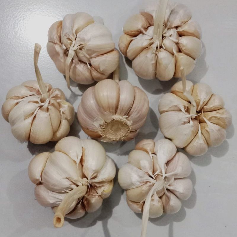 

Bawang Putih 500gram Murah Meriah