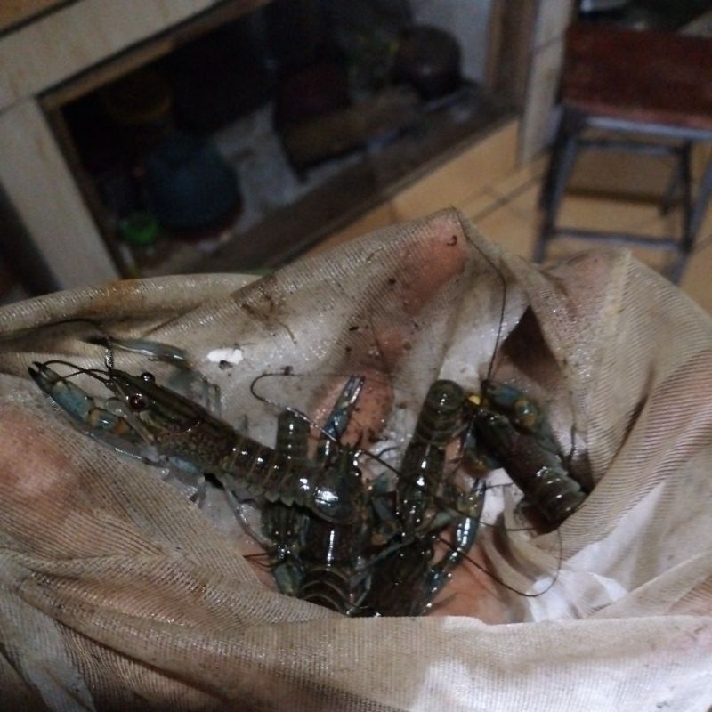 

libter reed clow bibit