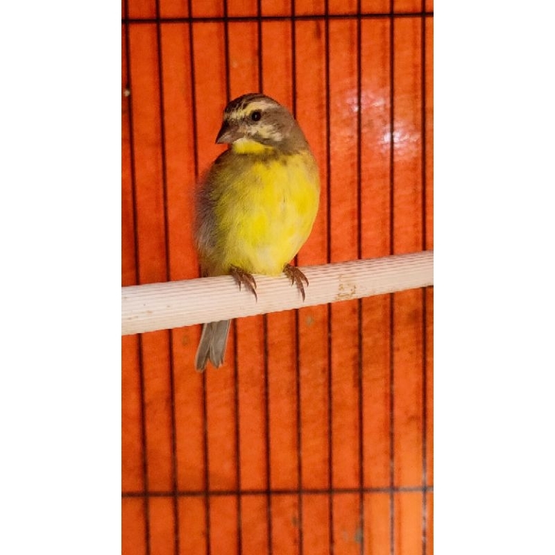 MOZAMBIK BETINA MULUS