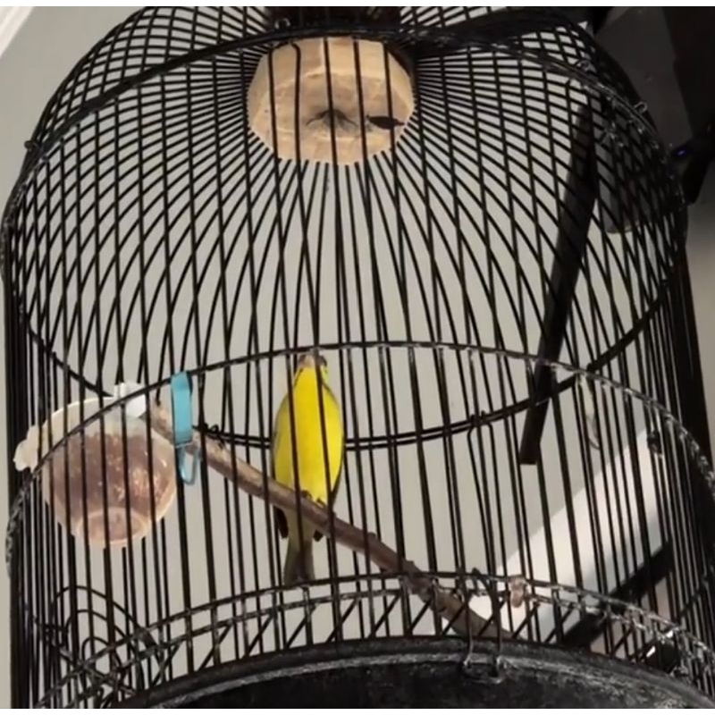 BURUNG MOZAMBIK BAHAN JANTAN RAWATAN