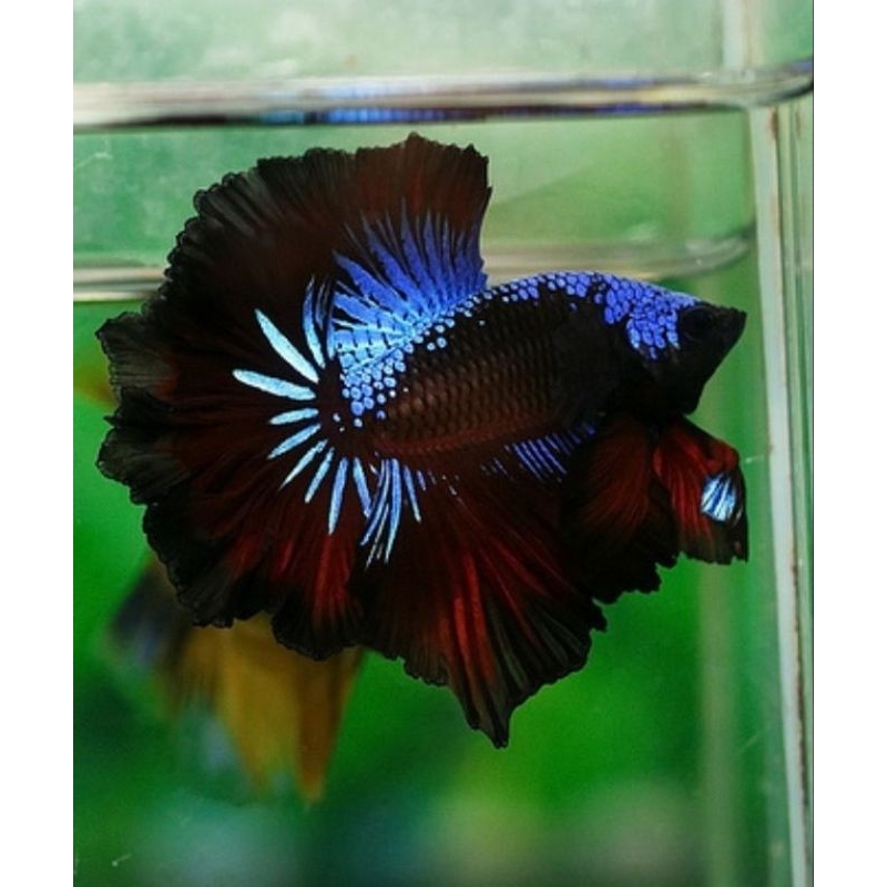 HALFMOON AVATAR GORDON MONSTER