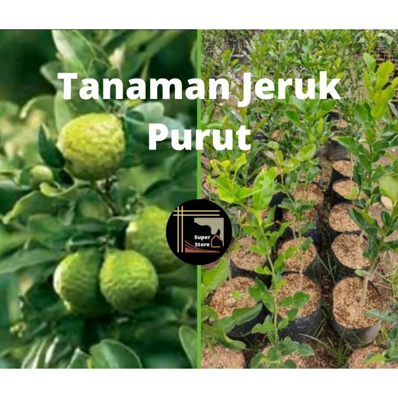 Bibit Jeruk Purut Tanaman Buah Jeruk Purut Bibit Jeruk Purut Asli /  Pohon Jeruk Purut Daun Jeruk Pu