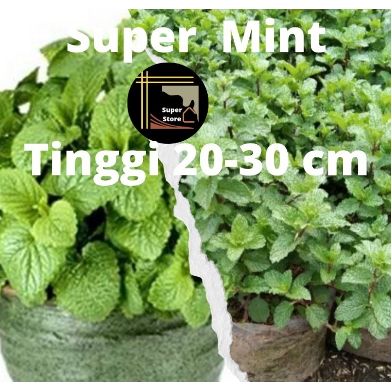 Tanaman Peppermint / Bibit Daun Mint Siap Tanam Bisa Untuk Minuman