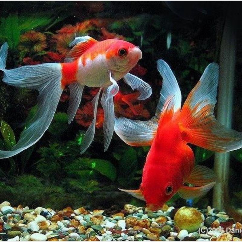 komet Slayer Cantik Merah Putih 3ekor