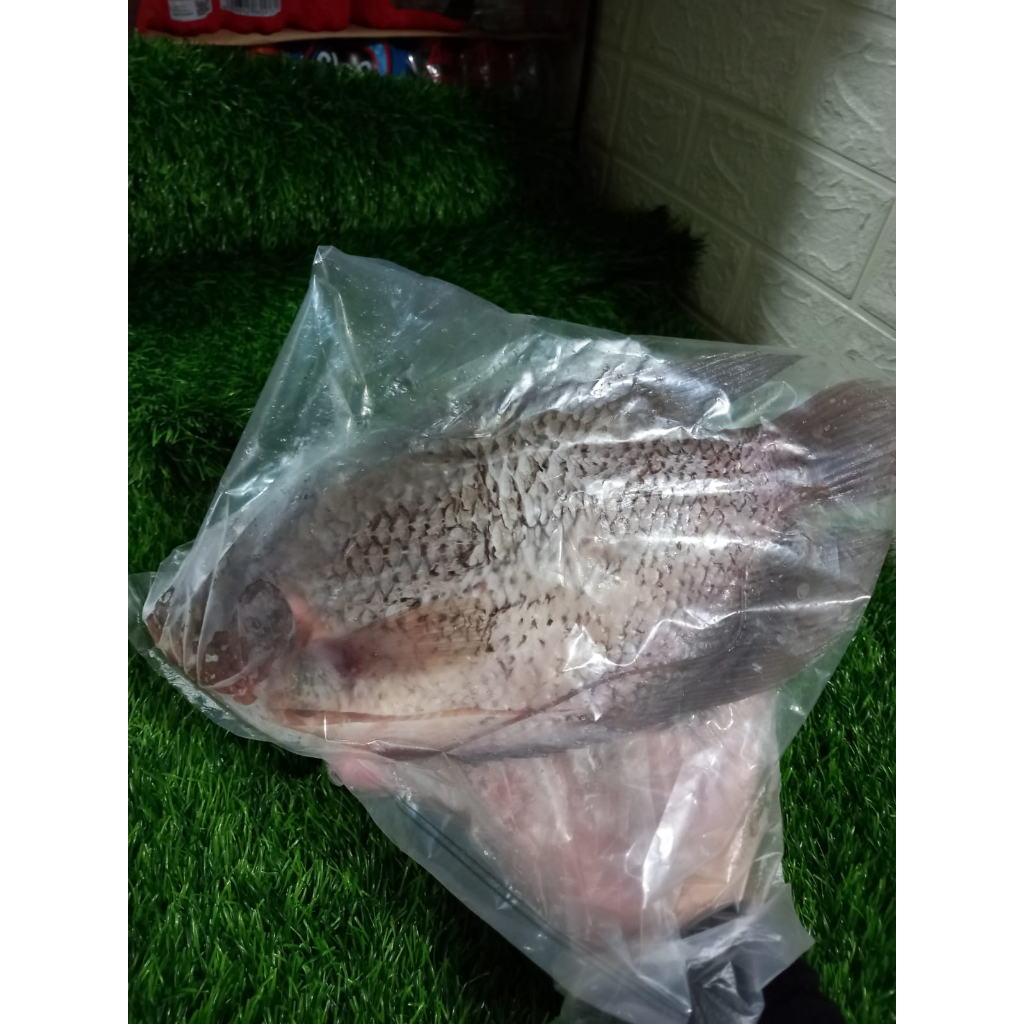 

ikan gurame frozen / ikan fresh segar