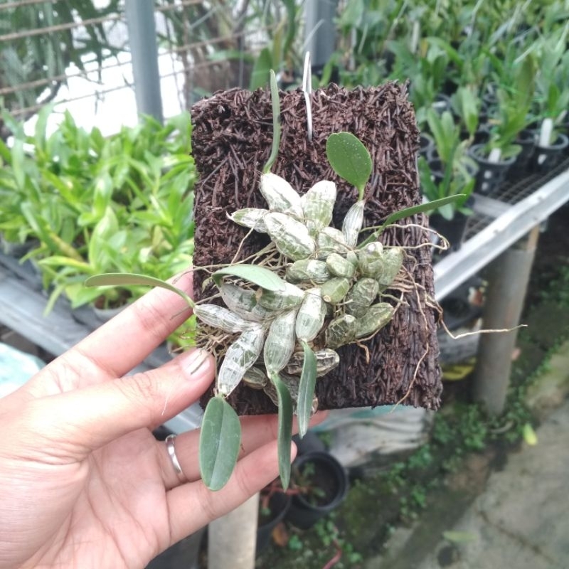 Anggrek Dendro Agregatum