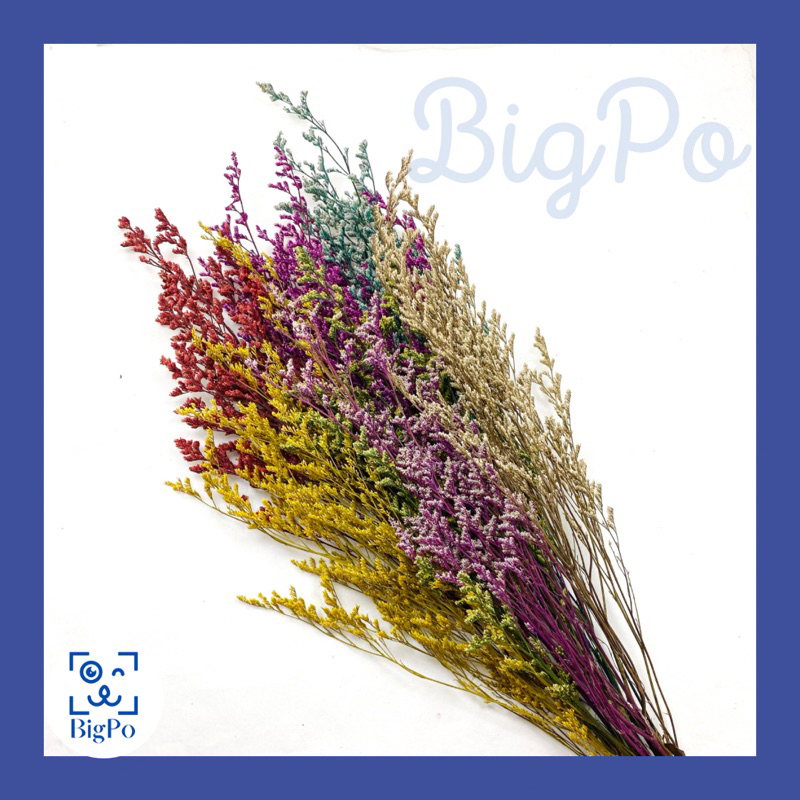 25 gr Preserved & Dried Caspea Lover Grass / Dried Flower Awetan / Bunga Kering Import Grosir Bahan 