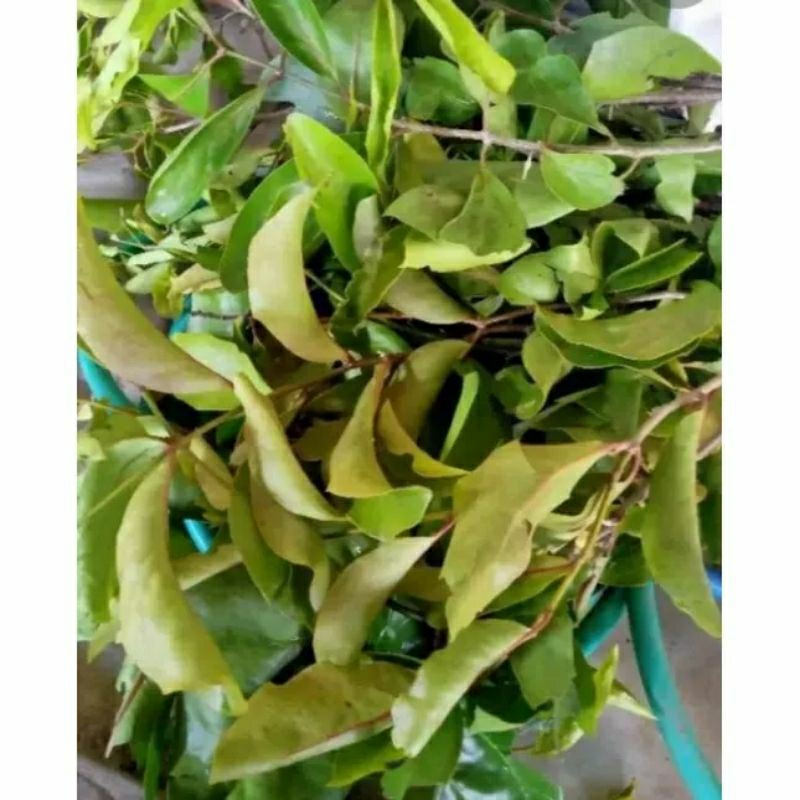 

Daun Benalu Segar Fresh Herbal 100gr