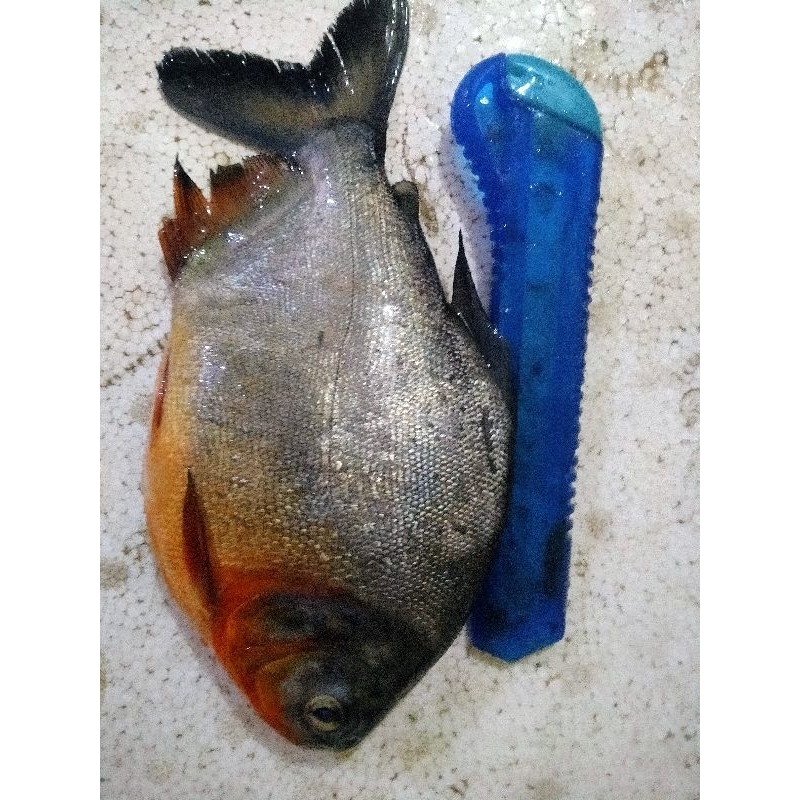 

Ikan Bawal Air Tawar Fresh Frozen 1Kg / Hasil Laut Segar Fresh BERGARANSI