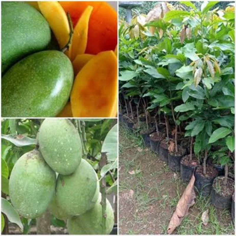 Pohon Mangga Manalagi Super Manis Genjah