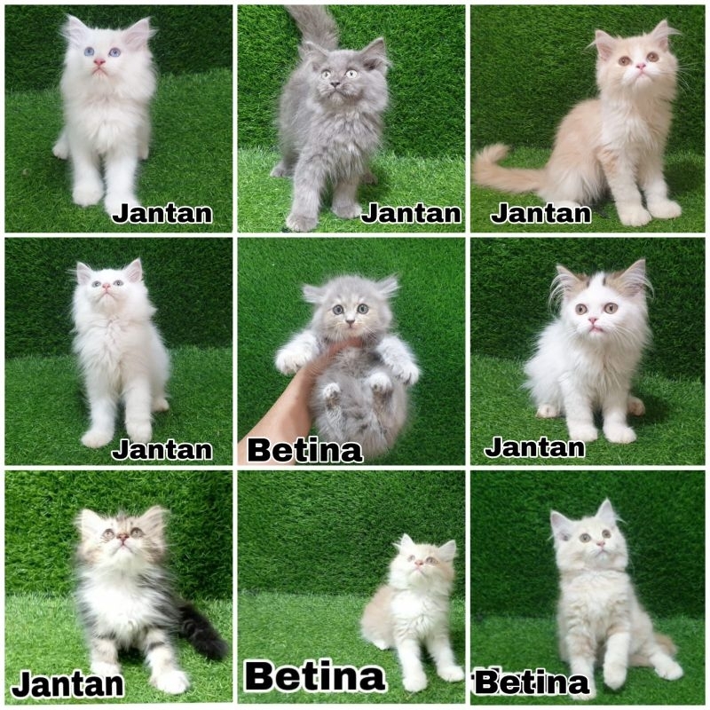 kucing persia kiten persian bulu panjang longhair shothair bulu kapas anabul asli kelamin jaminan ku