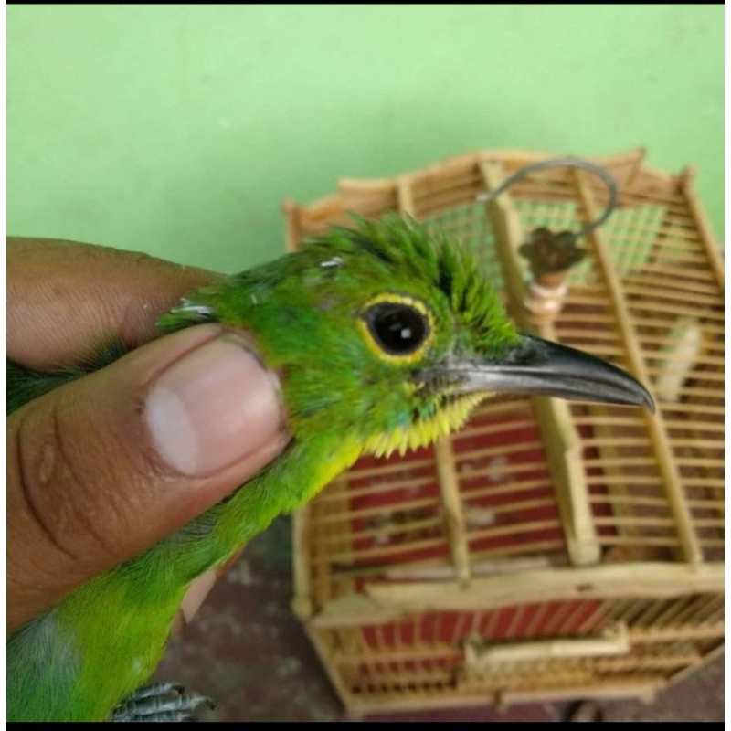 Burung ij0 paruh hitam prospek jantan mulus pH rawatan