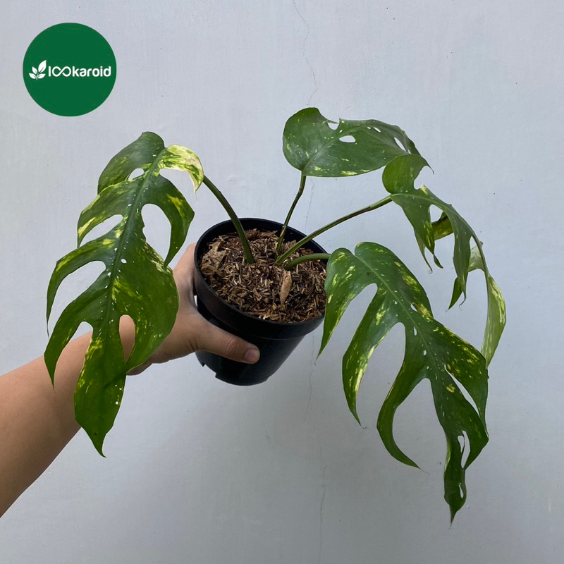 Tanaman Hias Epipremnum Kujang | Epip Kujang Yellow Variegata