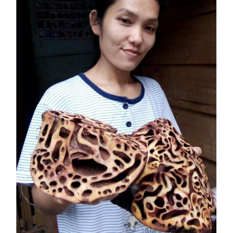 

sarang semut asli papua