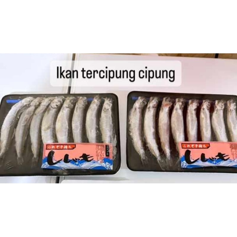 

Ikan Shisamo Cipung siap kirim ka