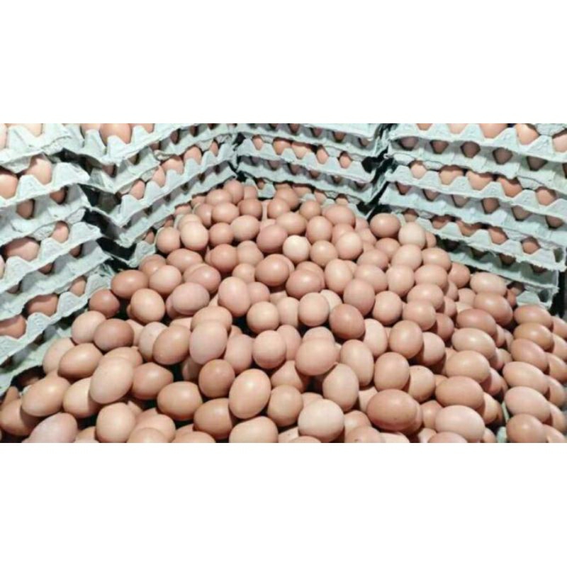 

TELUR NEGRI HARGA GROSIRAN TERMURAH & KUALITAS TERBAIK !