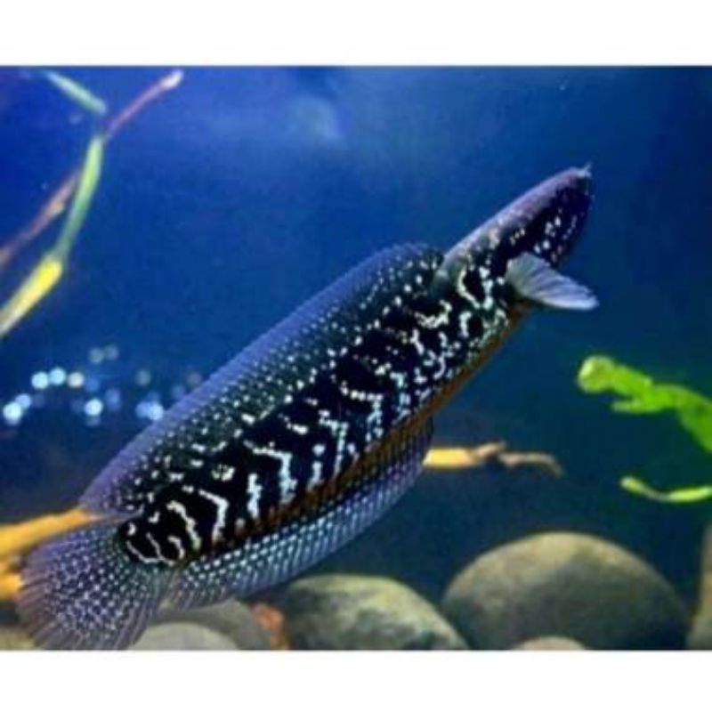 chana asiatica Ws pure 8-9 cm