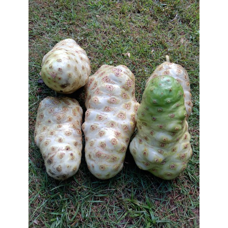 

Buah Pace Buah Mengkudu segar 1kg