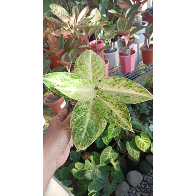 Aglonema Big Roy Putih