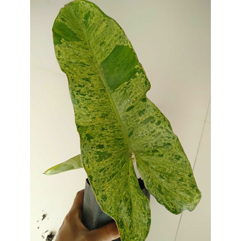 philodendron paraiso verde / philo parahiso verde