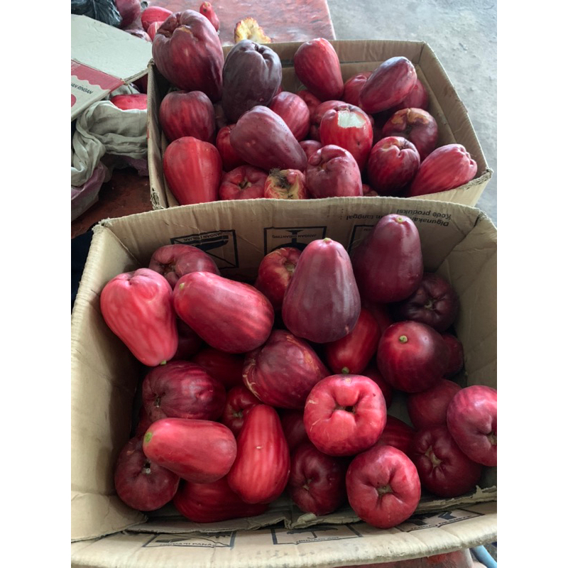 

JAMBU JAMAICA PER KG FRESH