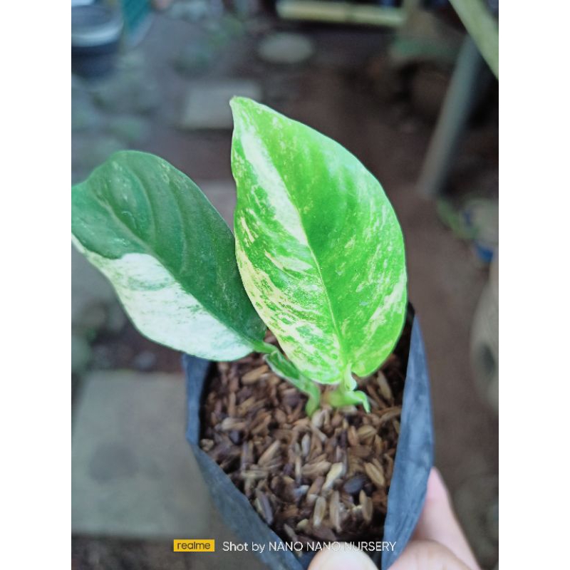 rhapidopora puberula