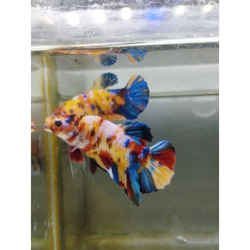 Pair Multy Yellow Base