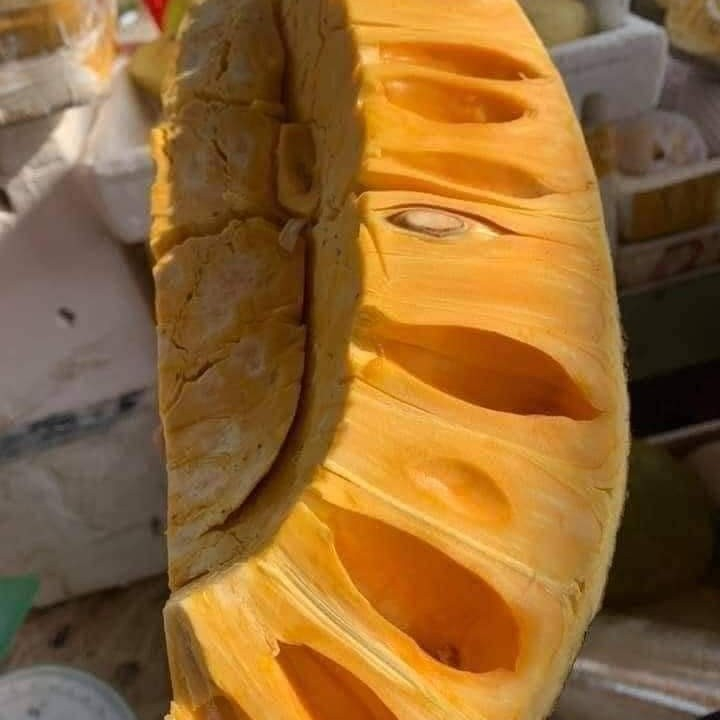 Tanaman Nangka Madu J33 / Tekam Yellow