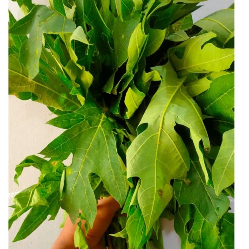 

sayur daun pepaya pahit