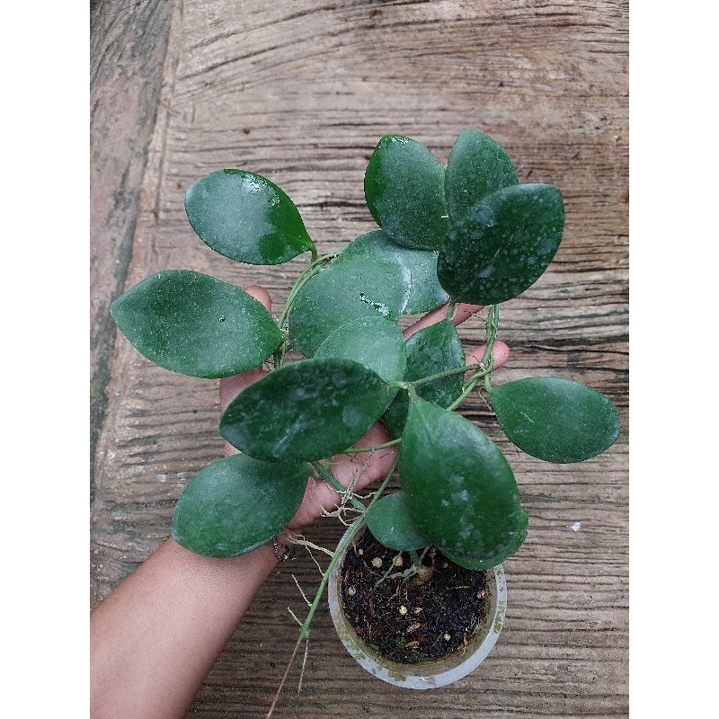 Hoya sp Sulawesi