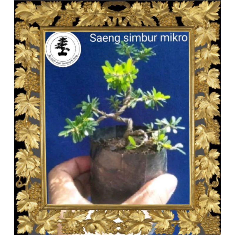 Saeng simbur mikro kawatan