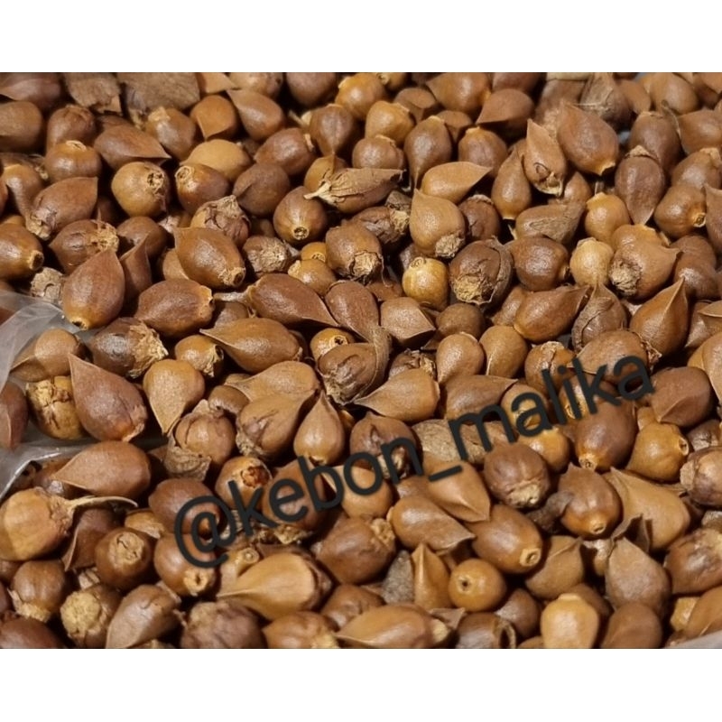 Bibit benih biji tanaman merambat bunga Air Mata Pengantin AMP vegetasi lebah pink dan putih