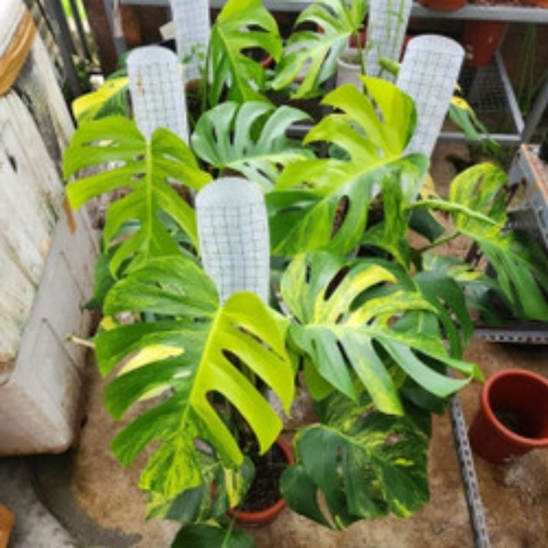 monstera marmorata