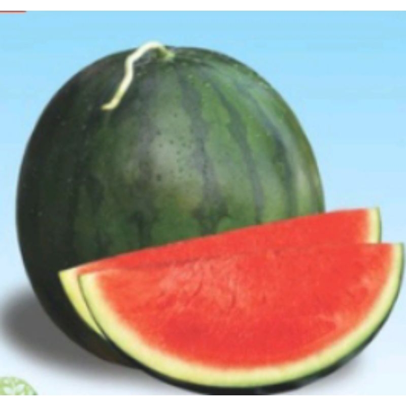 benih semangka tanpa biji idola