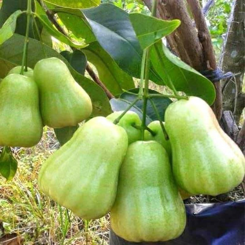Bibit jambu air MADU DELI HIJAU