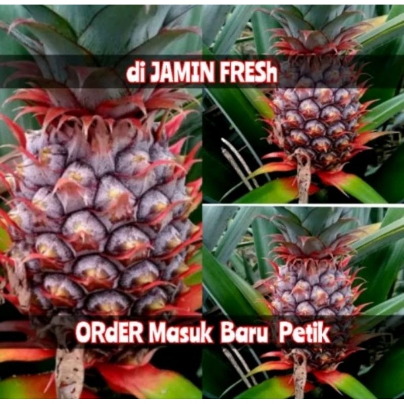 

Nanas muda ( 100% ASLI baru petik )